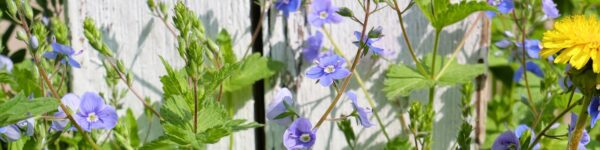 Koskelan kesäleirit 2026 lapsille ja nuorille