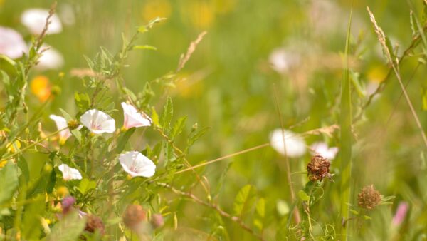 Koskelan kesäkurssit 2026